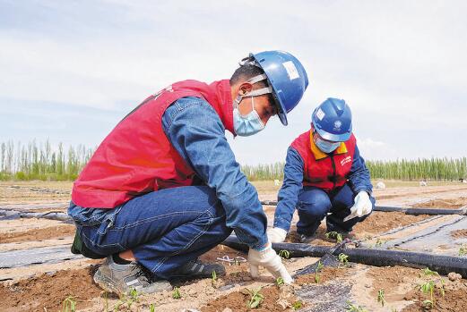 新疆伊河供電公司供電可靠 春灌無(wú)憂