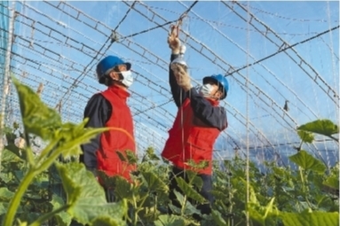 遼寧建平：供電服務送進農(nóng)戶大棚