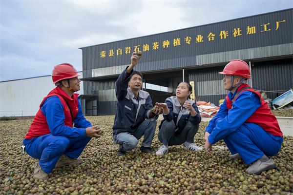 國網(wǎng)榮州供電公司：油茶花開榨油香 電力護(hù)航動(dòng)力足