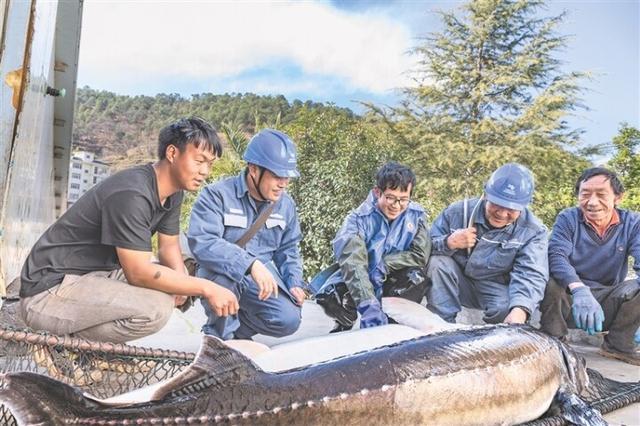 會澤縣上村鄉(xiāng)：電力供應足 鱘魚產(chǎn)業(yè)興