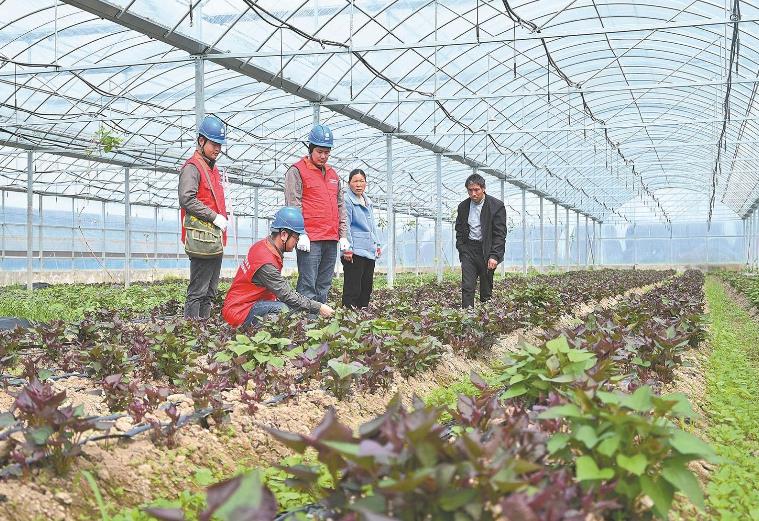 河南息縣：供電服務貼心，種植紅薯有信心”