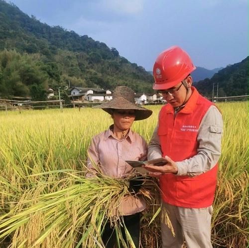 國網(wǎng)漳平市供電公司電力來護航　秋收“豐”景美