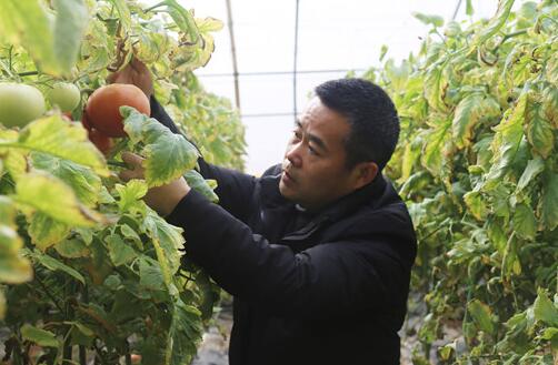 “西紅柿縣長”的扶貧情懷——記2019年大唐集團公司勞動模范王兵